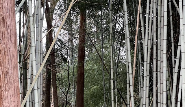 “River’s Edge”, a secluded river- front, 2 bed 2 bath cottage in bamboo forest.