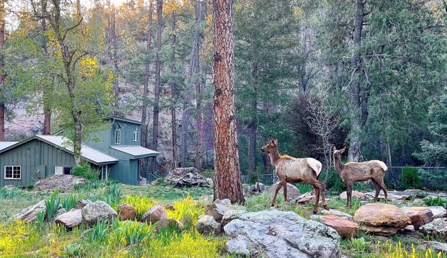 Riverside Hideaway: A Private Forest Retreat with Riverfront Elegance