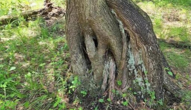 Riverside Retreat waterfront Luxury Glamping King size bed and very privatenn