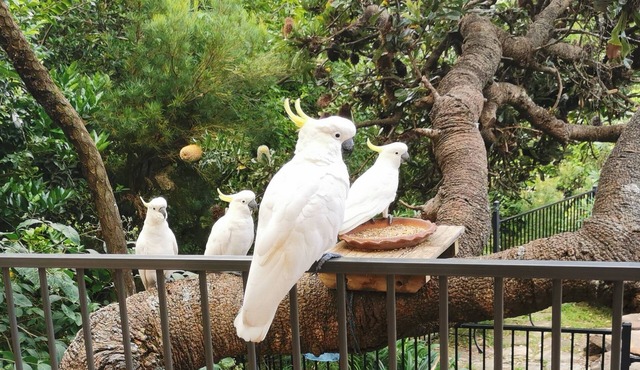 Rock Pool Bush Vista