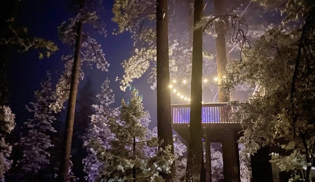 Romance In The Pines