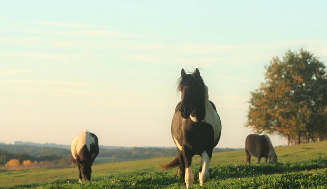 Romantic getaway. In the heart of Périgord.