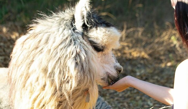 Romantic Alpaca Retreat/Farmstay With Soaking Tub