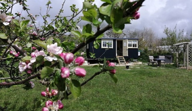 Romantic Apple Tree Shepherd's Hut with optional hot tub and shared EV charger.