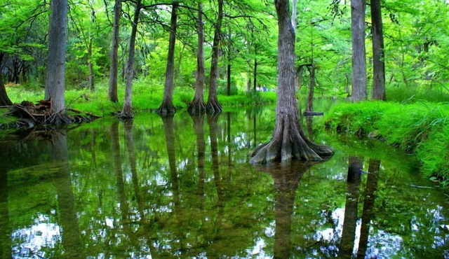 Romantic country cottage right on the Cypress Creek!