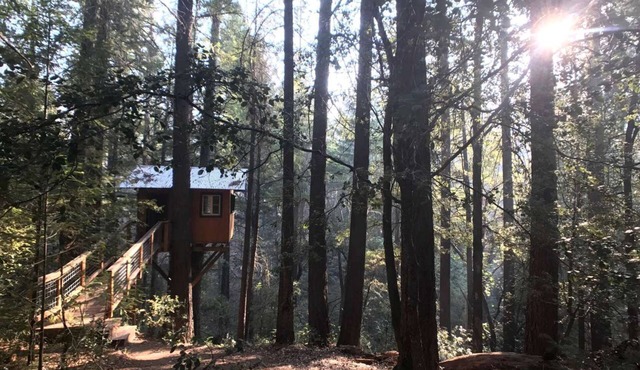 Romantic Tree House in a Towering Forest Trees near Pine Grove, California