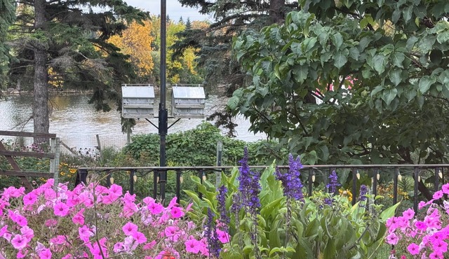 Room in our home on the bay with birds, butterflies, deer, and gardens
