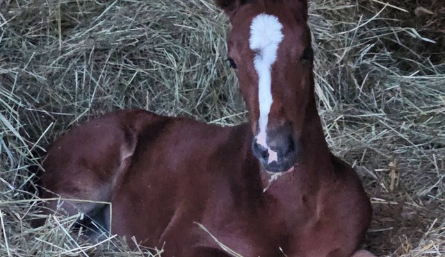 Room in the heart of a stable, wake up to horses and animals!