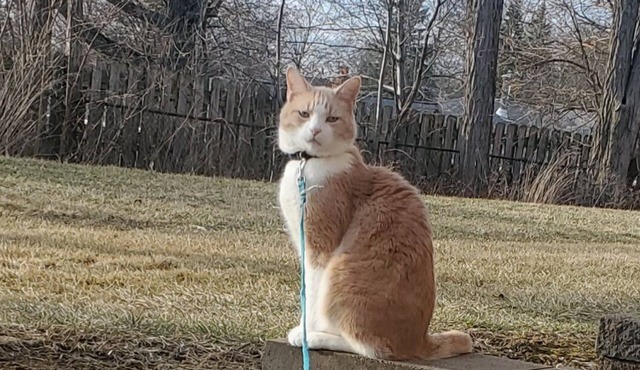 Roommate, yes I'll be lurkingvabout