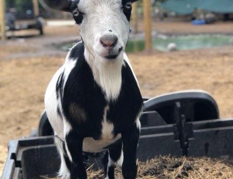 Rooterville Animal Sanctuary Luxury Glamping