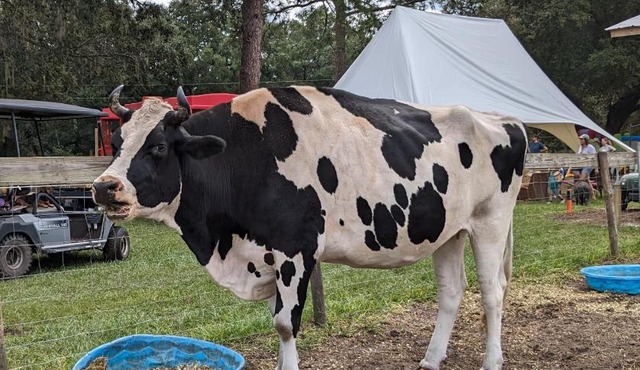 Rooterville Animal Sanctuary