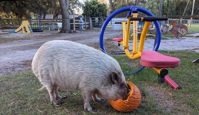 Rooterville Animal Sanctuary