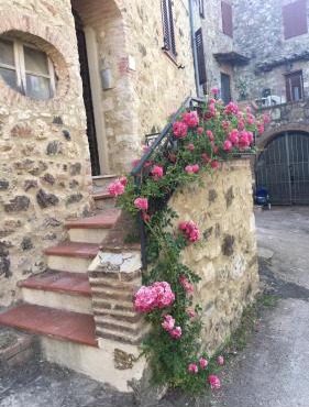 Rosa di Maggio in Pari