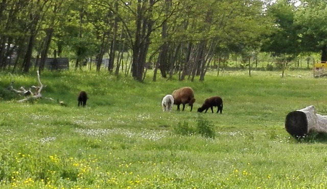 Rural gîte in the middle of the countryside and the vineyards in Côtes de Blaye