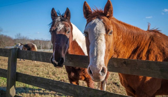Rusmar Farm: Equine Country Living 'n Powhatan, VA
