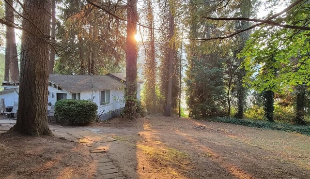 Rustic forest cabin - perfect for solo travelers who cherish privacy and quiet.