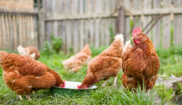 Rustic Lakefront Studio with Deck & Workspace