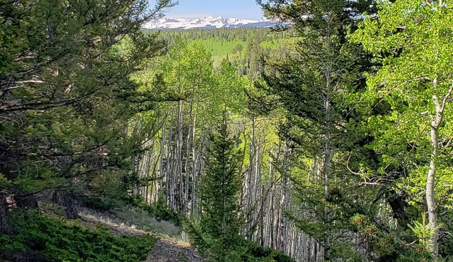 RV Lot nestled in the Aspens!