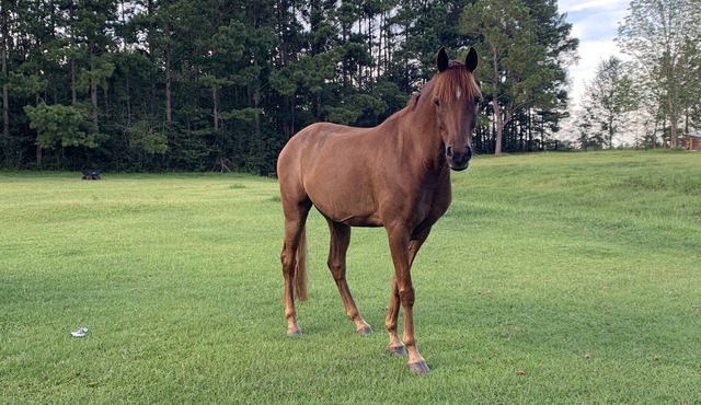 RV or horse trailer hookup with pasture for horses