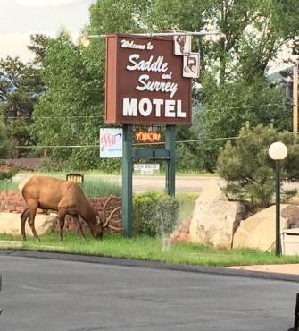 Saddle & Surrey Motel