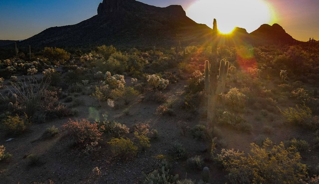 Saguaro National Park Sanctuary