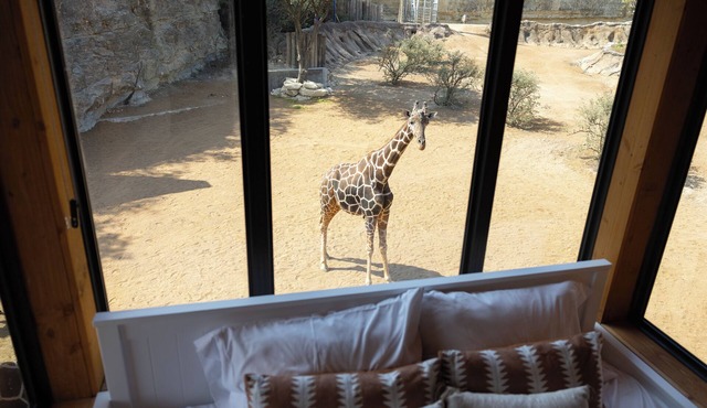 San Antonio Zoo - Spekboom Giraffe Lodge