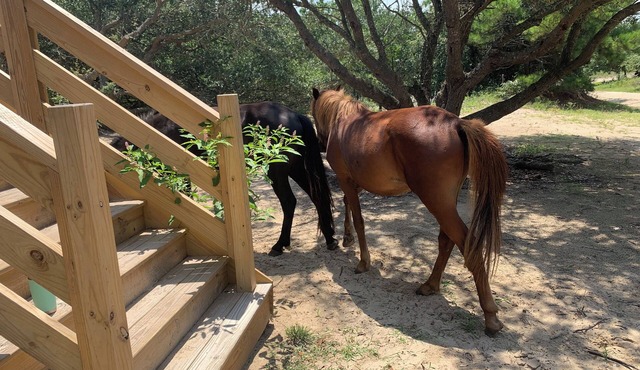 Sandy Adventures!nThird row from the ocean!nWild Horses roam the area- Carova