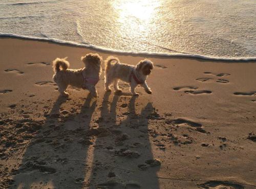 Sandy Nose Sandy Toes