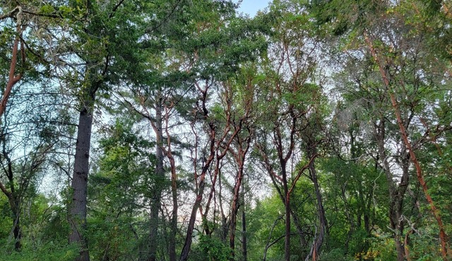 Santa Cruz Retreat - 5-min from beach! Horses, Motorcycles, Range & 40 acres!