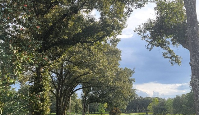 Sapling Studio @ Little Tree Farm