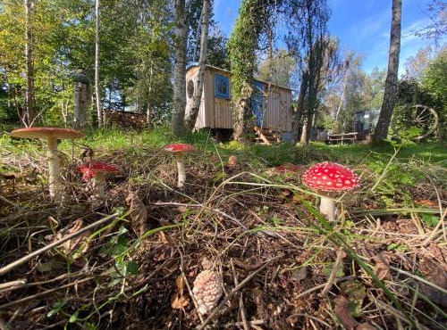 Sapphire forest garden shepherd’s hut