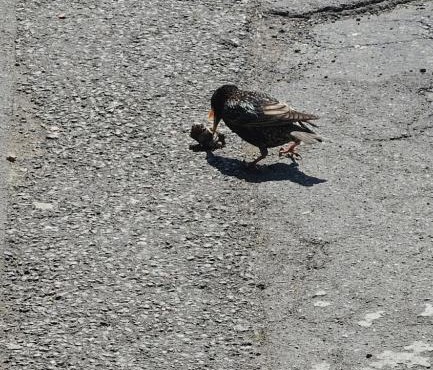 Say no to fraudster appartments