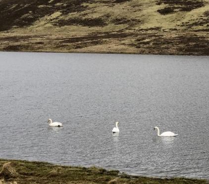 Scalloway Caravan Park