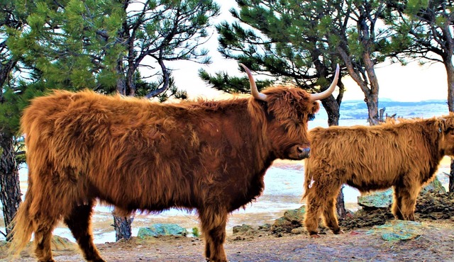 Scenic Ranch Country Retreat, 10 miles from town