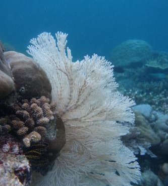 Sea Fans Homestay