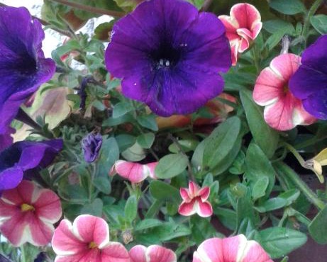 Seasons 24 Guest House