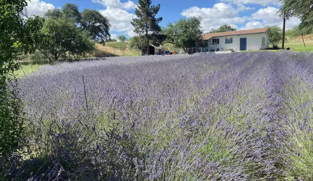 Secluded cottage on a lavender and goat farm nestled in the hills of Sonoita.