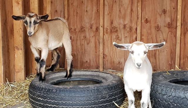 Secluded farmstay with pool and fireplace.the Guesthouse at Sunny Ridge Farm