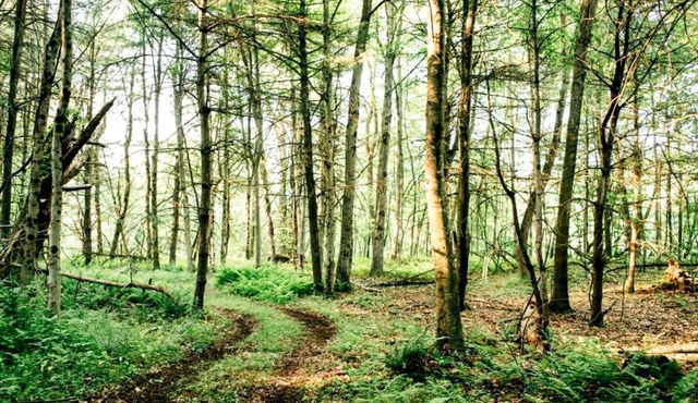 Secluded in the Woods Cedar Hot Tub Pet Friendly