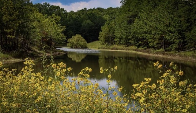 Secluded Pet Friendly Cabin on 3 acres l Porch, Fishing, Wildlife, Pond + Kayak