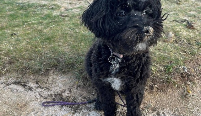 Secluded Private Bolthole on Anglesey with Hot Tub