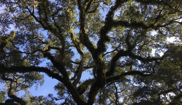 Secluded Riverhouse: Adventures & Relaxation in Nature between Tampa/Orlando