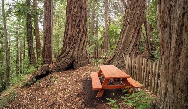 Secluded Small Rustic Camping Cabin In the Redwoods in 45acre Mountain Retreat