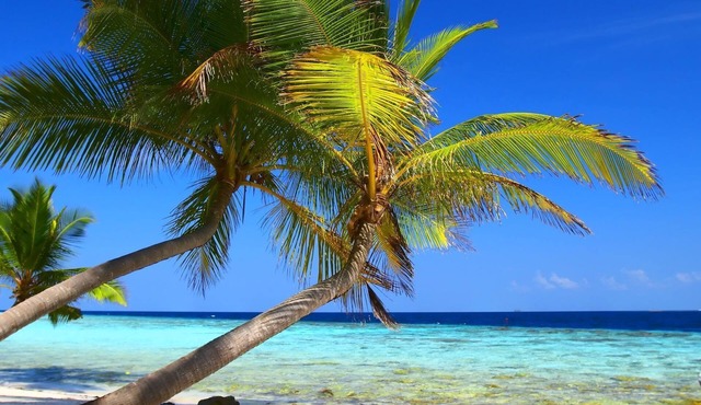 Secret Mission - Mission Beach