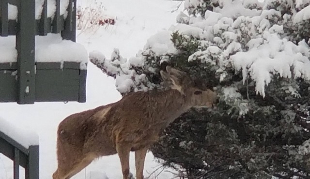 Secure Studio-Mtn Views-Minutes to Destinations, Dining & Entertainment