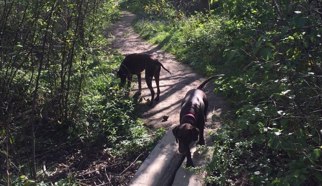 Self Catering B&B .Dog friendly with 13 acres of parkland,pool,tennis court