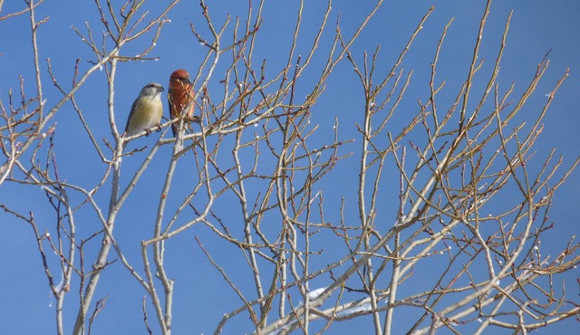 Self-contained cabin perched on stilts in the vegetation, Haut Jura, 1250m alt.
