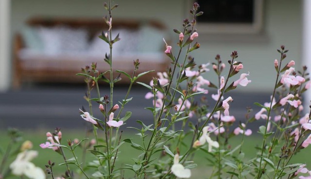 Serendipity on Allyn