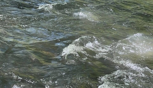 Serenity at Hemptown Creek NEW LISTING