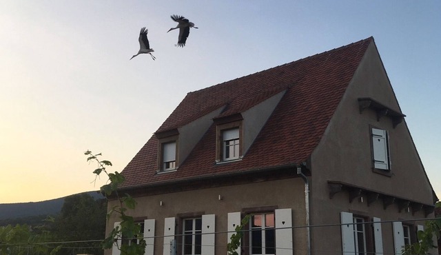 Serenity on the Wine Route